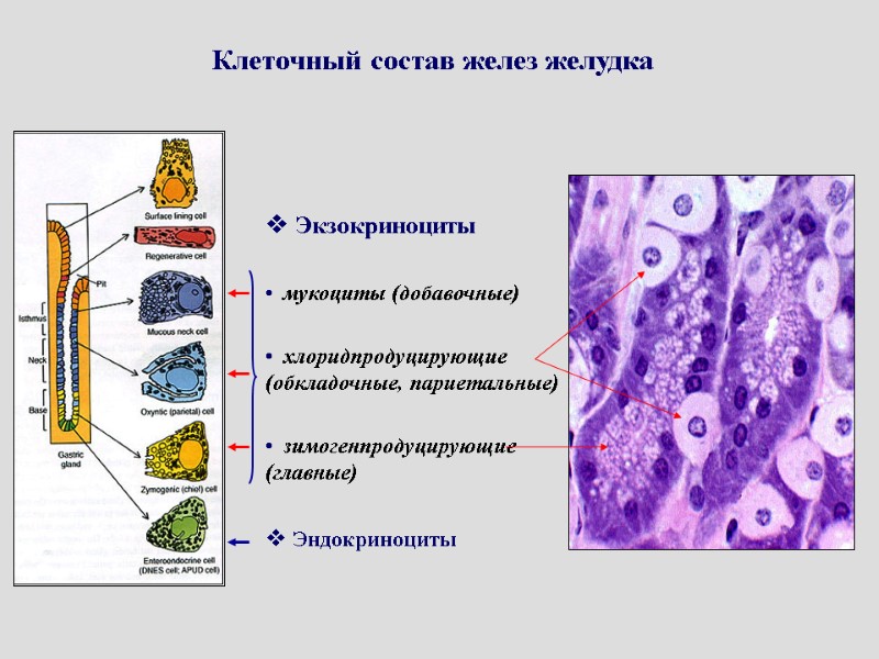 Клеточный состав желез желудка  Экзокриноциты  мукоциты (добавочные)  хлоридпродуцирующие (обкладочные, париетальные) 